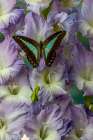 USA-Washington State-Issaquah Butterfly on flowers Art Print